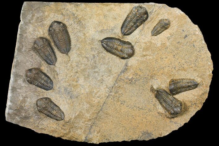 Plate Of Nine Sokhretia? Trilobites - Erfoud, Morocco #130412
